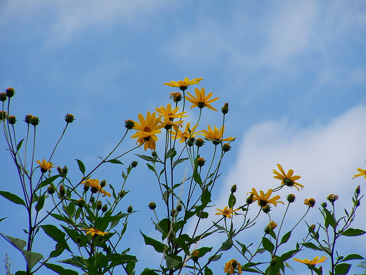 saulėgrąžų sodas, geltona gėlė, mėlynas dangus