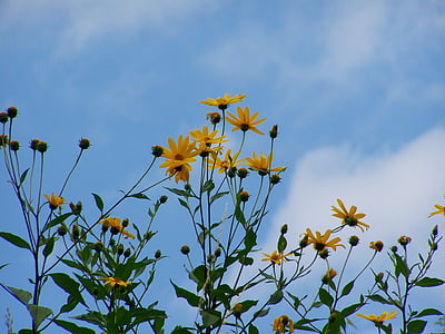 solsikke hage, gul blomst, blå himmel