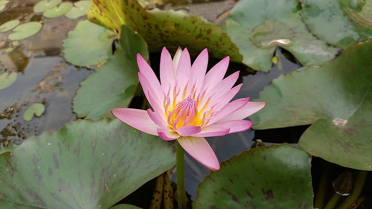 lotus, pink red color 蓮 flowers, pink red, plant, natural, 潔 net, pond