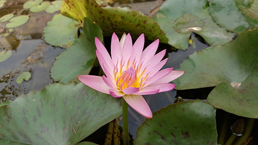 Lotus, květy 蓮 růžové červené barvy, růžová červená, závod, přírodní, 潔 síť, rybník