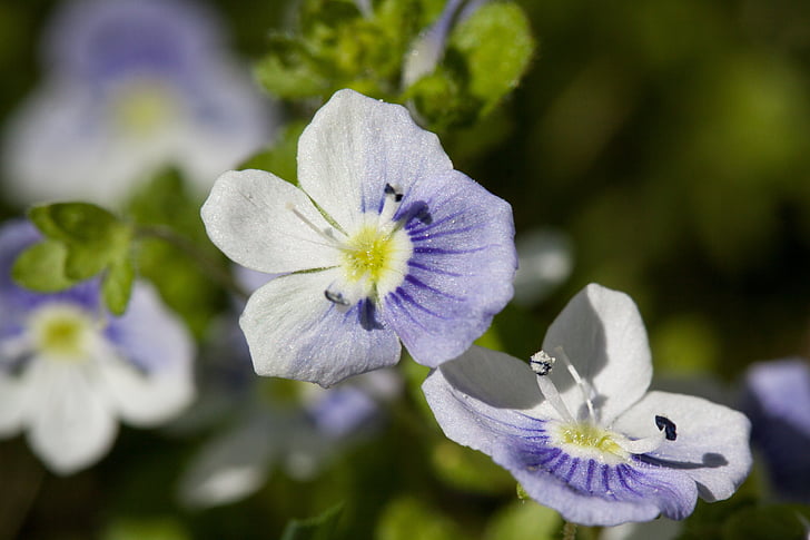 květiny, malé, bílá, modrá, razítko, pyl, jaro