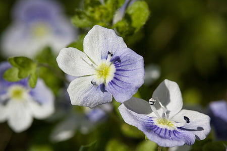ziedi, mazs, balta, zila, zīmogs, putekšņu, Pavasaris