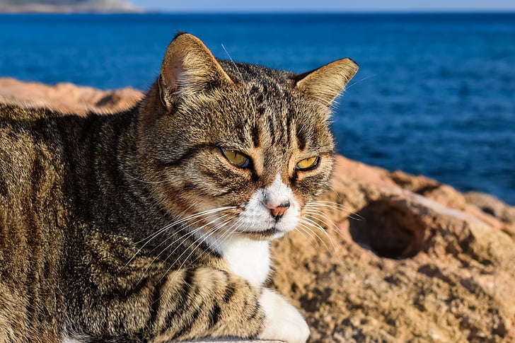 cat, stray, face, eyes, mustache, animal, relaxing