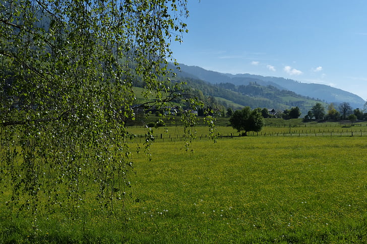meadow, landscape, green, nature