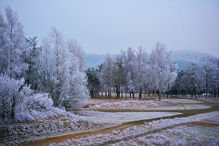 winter, hoarfrost, frost, nature, wintry, winter mood, ripe