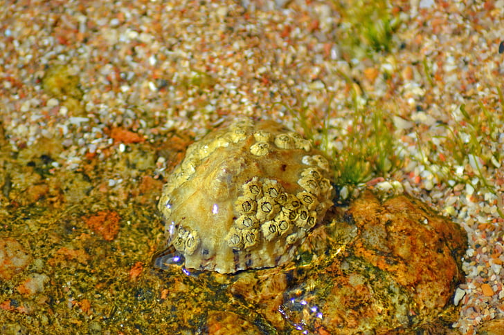 เพรียง, crustacea, anthrapod, มารีน, sessilia, โอ๊ก barnacles, cirripedia