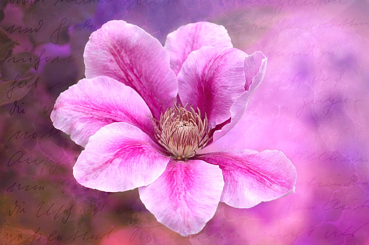 clematis, climber, blossom, bloom, pink, plant, flower