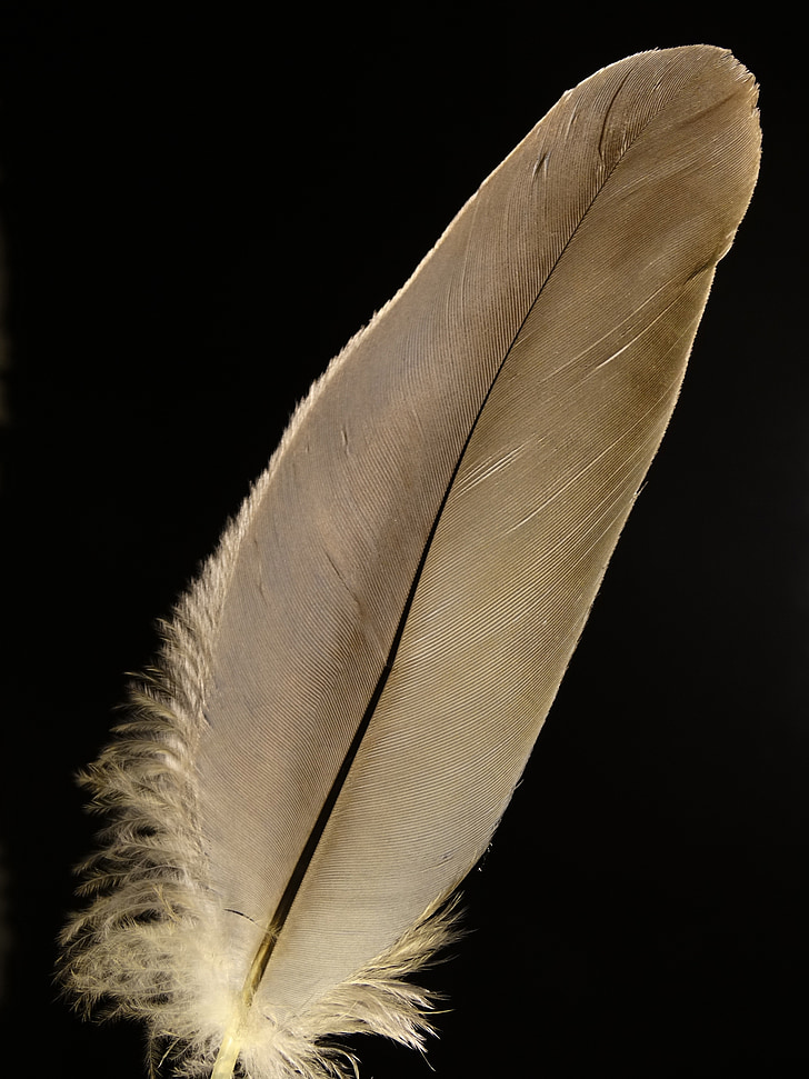 spring, bird feather, animal springs, airy, slightly, fluffy, lightweight