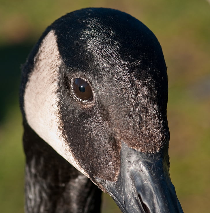 Canada goose, gans, vogel, Close-up, oog, dier, dieren in het wild