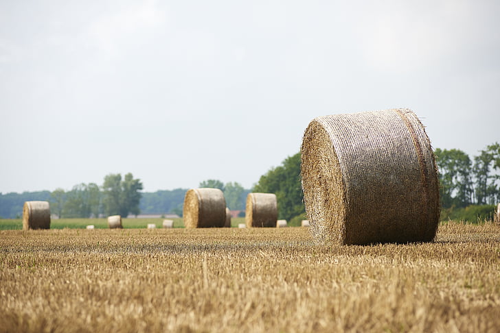 straw, straw bales, round bales, field, summer, stubble, agriculture