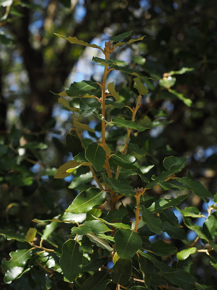 árbol de alcanfor, hojas, crecimiento, Habitus, árbol, Cinnamomum camphora, alcanfor