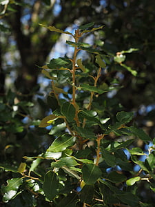 arbore de camfor, frunze, creşterea, Habitus, copac, Cinnamomum camphora, camfor