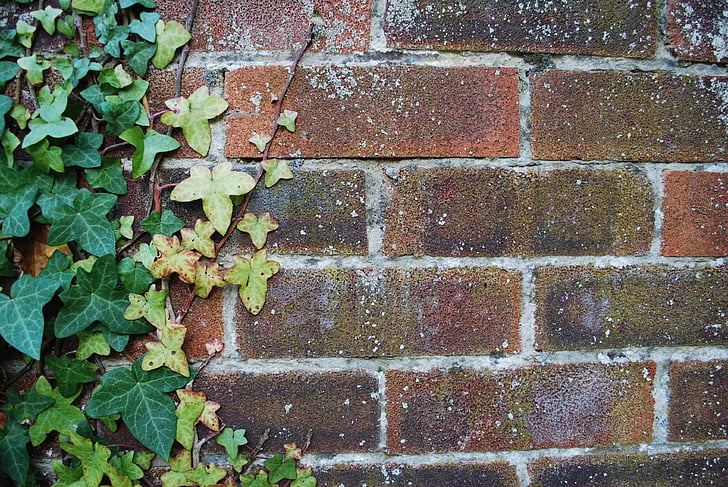 wall, brick, ivy, brick wall, red, idea, brick texture