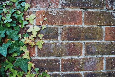 dinding, batu bata, Ivy, dinding bata, merah, ide, tekstur bata