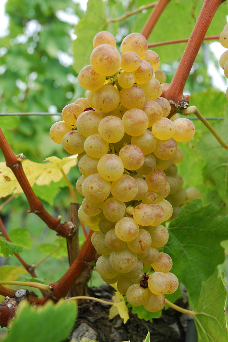 Chasselas, uva blanca, vid