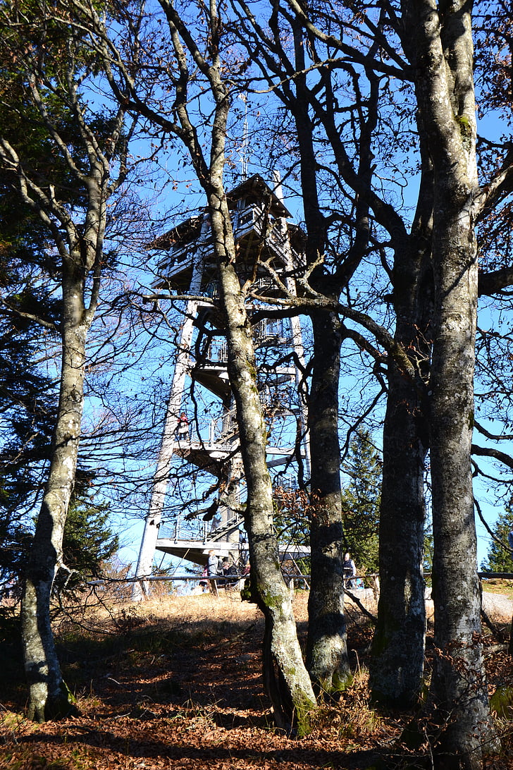 Kara Orman, Freiburg, da Kulesi, Kule, da, ağaç, Orman