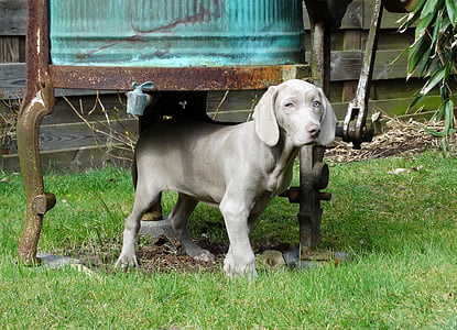 Weimaraner, σκύλος, κυνηγετικό σκυλί, κατοικίδιο ζώο, το κουτάβι