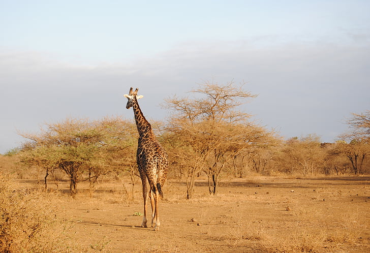 giraffe, kenya, tsavo, safari, national park, africa, wild animal