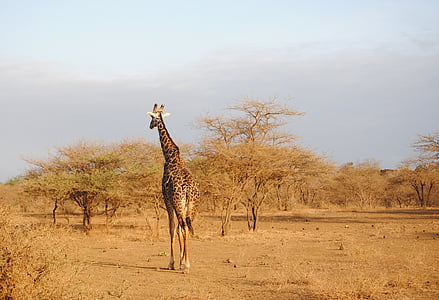 Giraffe, Kenia, Tsavo, Safari, nationaal park, Afrika, wild dier