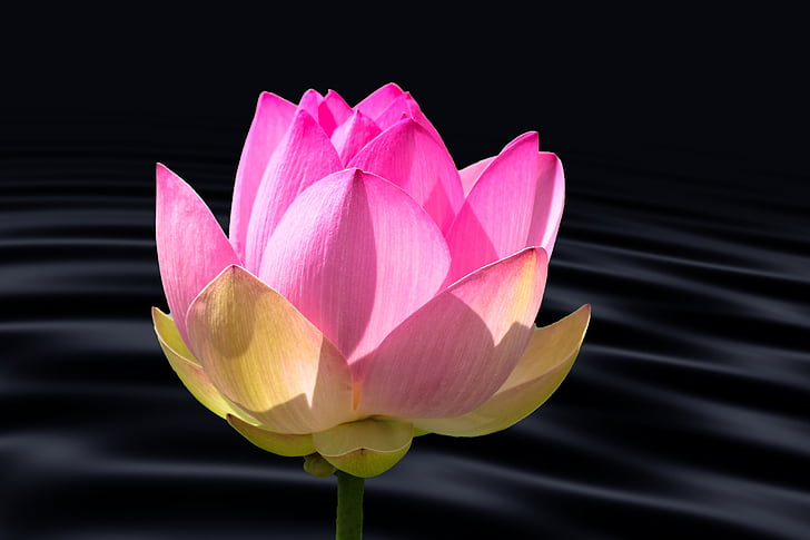 lotus flower, water lily, water, wave, lotus blossom, pond, summer