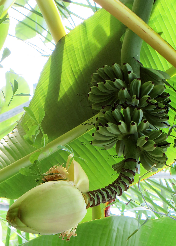 bananas, arbusto banana, flor de bananeira, tropical