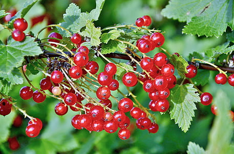 currants, berries, fruit, red, red currant soft fruit