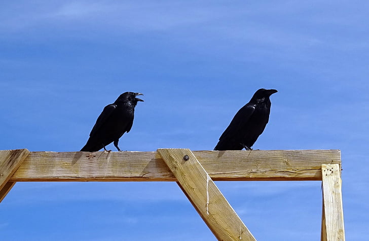 gemeenschappelijke raven, Corvus corax, noordelijke raven, vogel, Raaf, zwart, vogels spotten