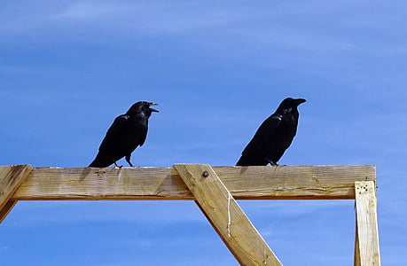 kopējo krauklis, Corvus corax, ziemeļu krauklis, putns, krauklis, melna, putnu vērošana