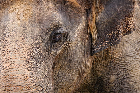 elephant, structure, tusks, ivory, wrinkled, skin, animals