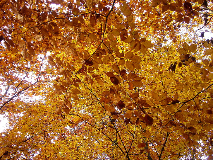 Forest, jeseň, Príroda, listy, Orange, objaví