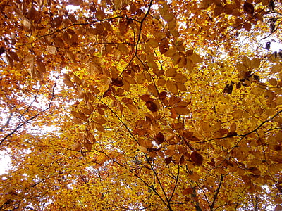 skov, efterår, natur, blade, orange, dukke op
