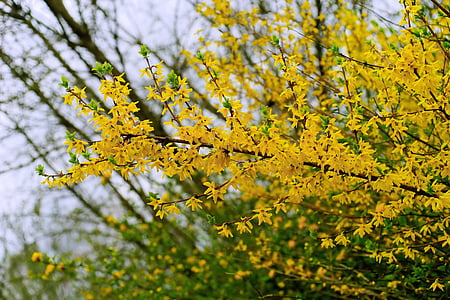 flores, primavera, Forsythia, floración, naturaleza, amarillo, cielo