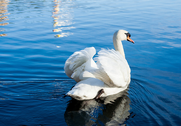 Swan, burung, air, Kolam, berenang, Cantik, putih