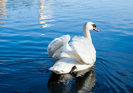 Cisne, pássaro, água, Lagoa, nadar, linda, Branco