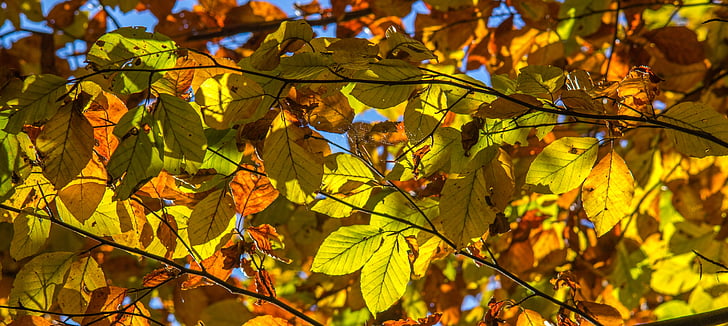 листья, Осень, Цвет, farbenspiel, свет, lichtspiel, Осеннее настроение