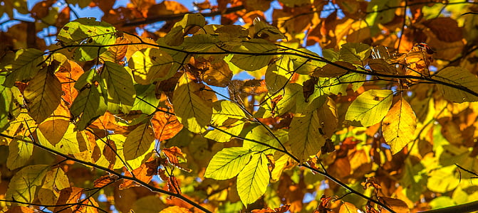 hojas, otoño, Color, farbenspiel, luz, lichtspiel, Estado de ánimo otoño
