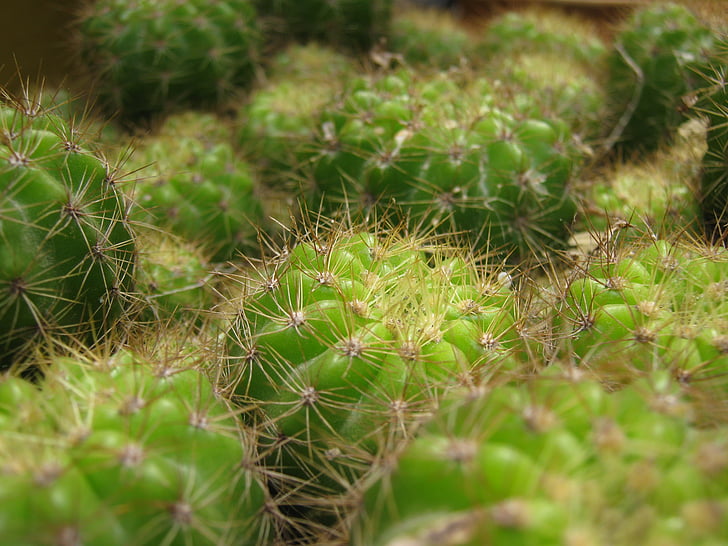 cactus, cactus spines, succulent, desert, plant, green, botanic