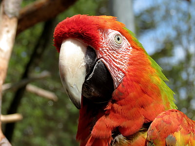 Ara, papegoja, ljus röd, fågel, färgglada, fjäderdräkt, röd