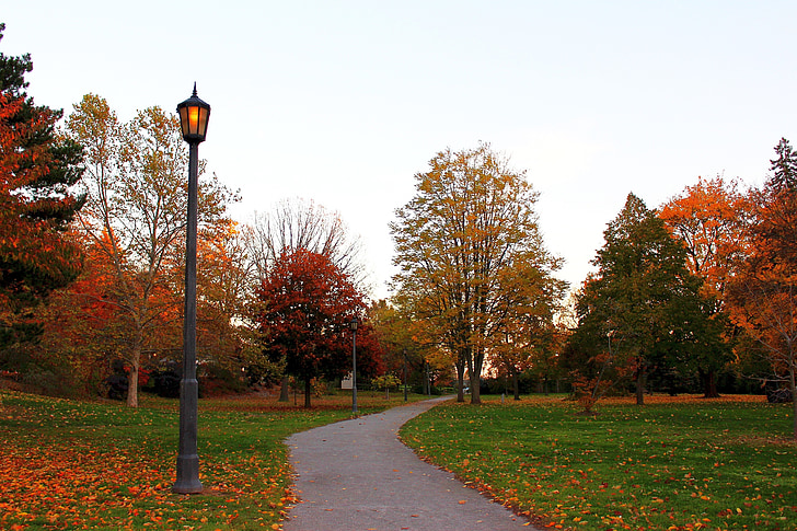 jesen ulice, priroda, drvo, krajolik, parka, jesenje lišće, šareni listovi