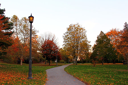 秋の路地, 自然, ツリー, 風景, 公園, 秋の紅葉, カラフルな葉