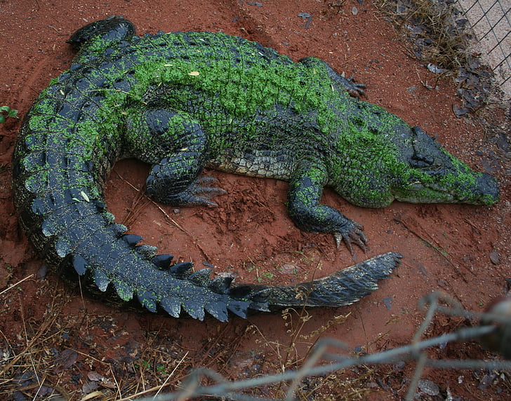 krokodilas, Kimberley, Vakarų Australija