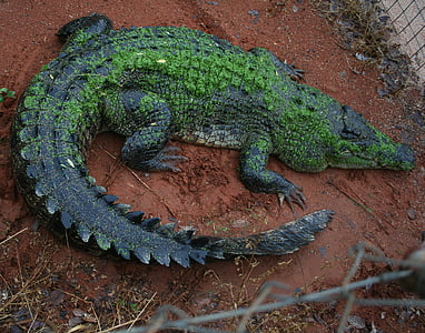 krokodil, Kimberley, västra Australien