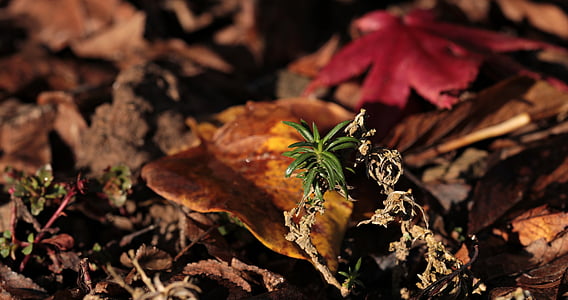 lämnar, röda blad, grön växt, hösten, falla lövverk