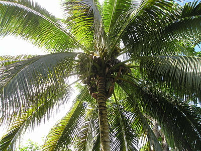palm, coconut, harvest, samoa, exotic, south sea