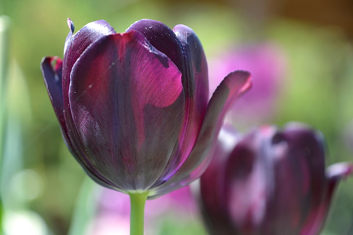 tulipaner, blomster, fiolett, natur, anlegget, blomst, Tulip