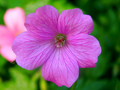 bunga ungu, ungu, serbuk sari, Tutup, Blossom, mekar, bunga