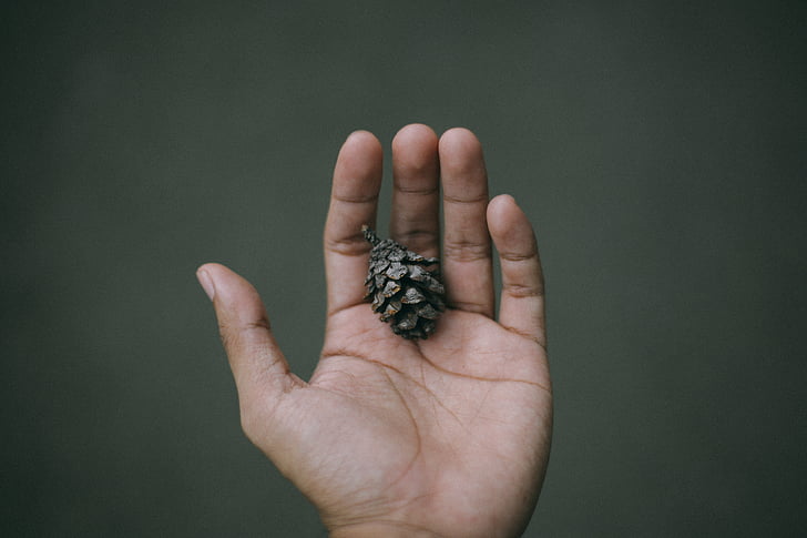 brown, pine, cone, left, human, hand, finger