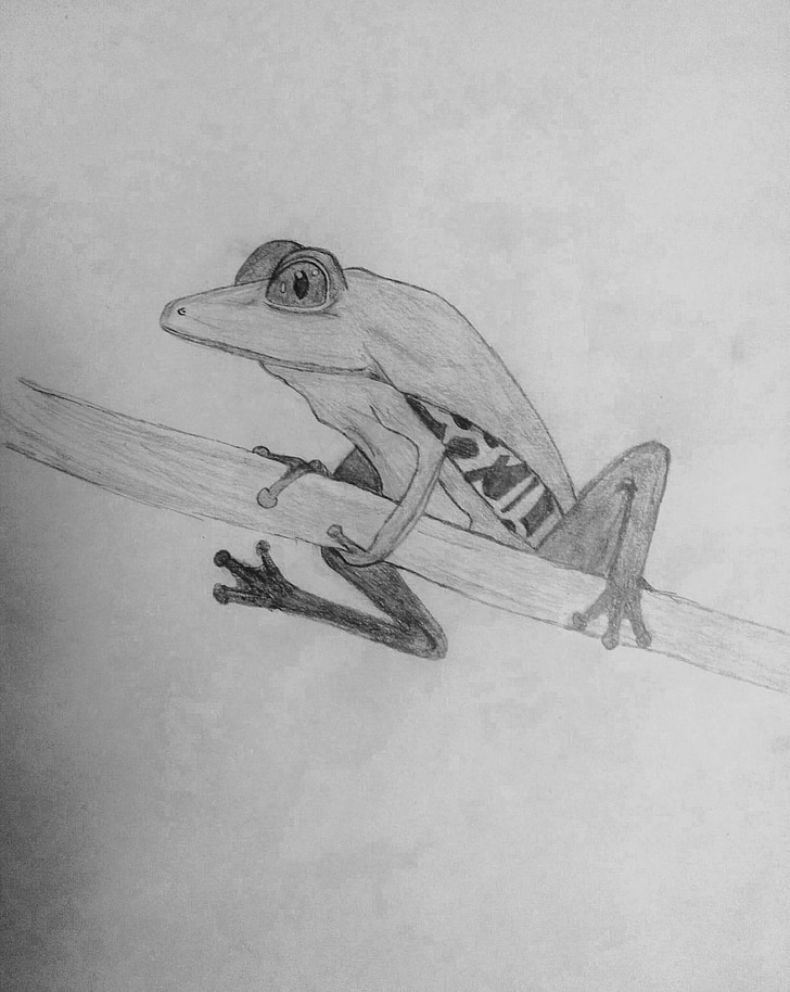 drawing, frog, animal, nature, black And White
