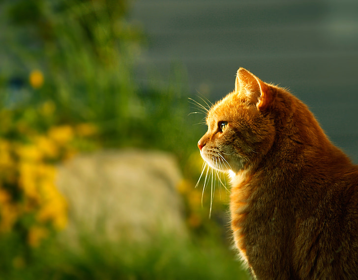 kucing, matahari terbenam, Profil, hewan, hewan peliharaan, bulu, cahaya