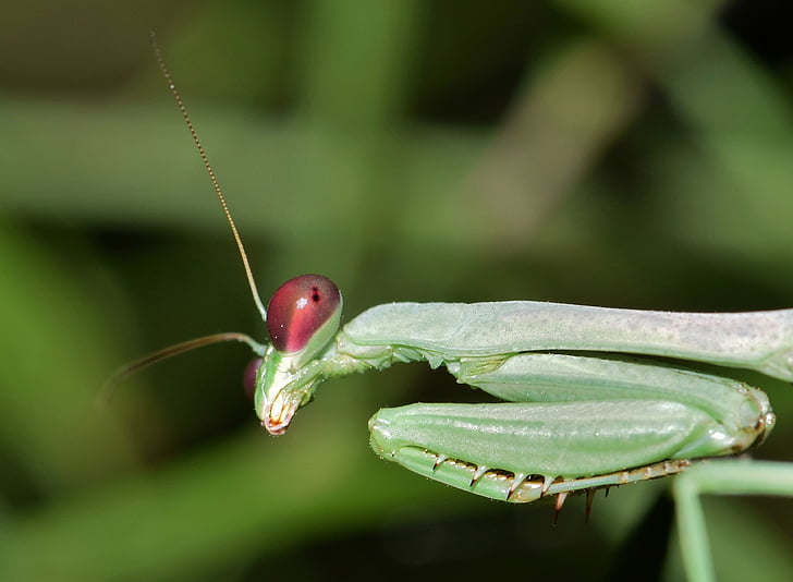 mantis di preghiera, Mantis, insetto, bug, verde, insetto verde, alieno